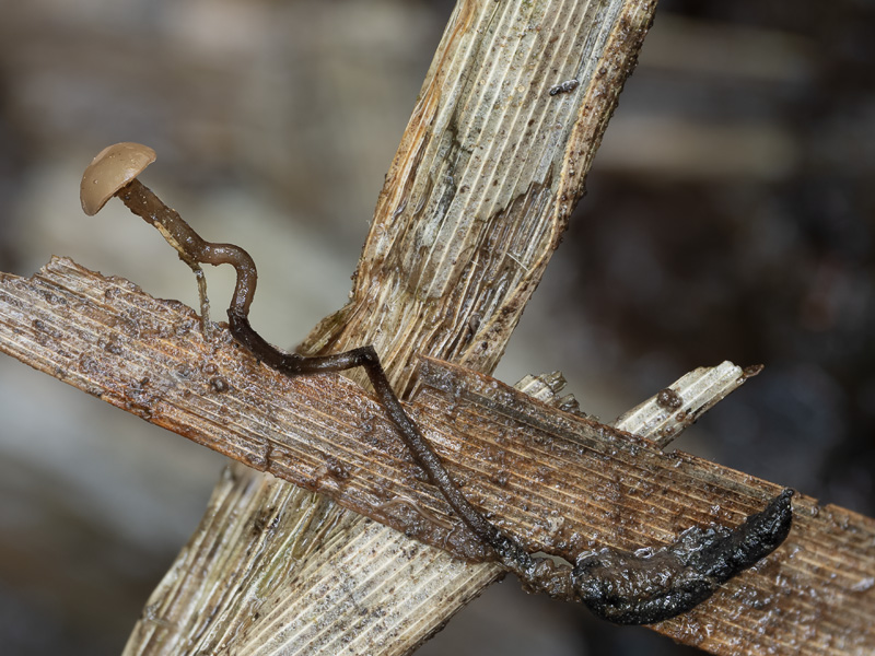 Sclerotinia capillipes